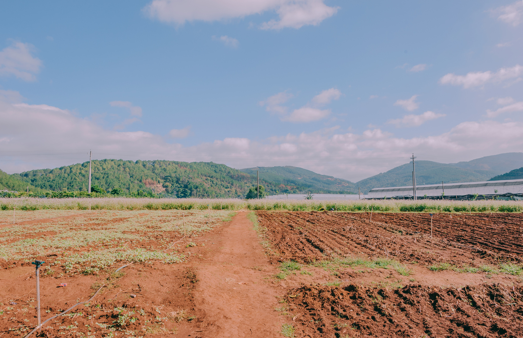 Brown Soil